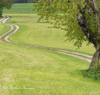 fileadmin/roha/images_galerie/wege/WEGE-ANG-STEINH-0003-D-roha-Weg-Strasse-Anger-Steinhoegl-Fruehling-Wiese-Baum.png