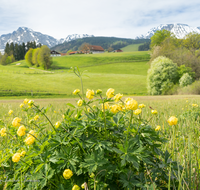 fileadmin/roha/images_galerie/orte_landschaft/Anger/Hoeglwoerth/AN-HOE-0085-01-7-25-D-roha-Anger-Hoeglwoerth-Biotop-Trollius-europaeus.png