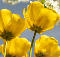 fileadmin/roha/images_galerie/Hintergrund-Download/1600x1200/BL-HAUSG-TULP-0040-01-D-roha-Hausgarten-Blumen-Tulpen-Tulipa-Fruehling-gelb.png