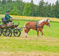 fileadmin/roha/images_galerie/brauchtum/Leonhardiritt/Holzhausen_01/Kaltblutfest/BR-PFRI-HOLZ-KALTBL-0021-D-roha-Brauchtum-Kaltblut-Pferd-Kutsche-Holzhausen-Teisendorf.png