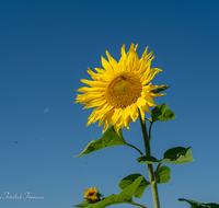 fileadmin/roha/images_galerie/Baum-natur-garten/Blumengarten-Blumen/LANDW-FELD-SON-0007-D-roha-Landwirtschaft-Sonnenblume.png