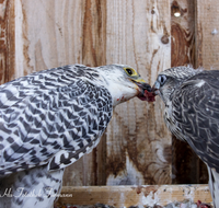 fileadmin/roha/images_galerie/Tiere/TIE-VOEG-FALKE-0001-D-roha-Tier-Vogel-Ger-Falke-Fuetterung-Groenland.png