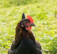 fileadmin/roha/images_galerie/Tiere/TIE-VOEG-HUHN-0066-D-roha-Tiere-Huhn-Henne-Gockel-Vogel.png