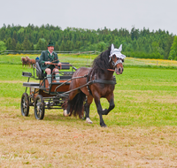 fileadmin/roha/images_galerie/brauchtum/Leonhardiritt/Holzhausen_01/Kaltblutfest/BR-PFRI-HOLZ-KALTBL-0019-D-roha-Brauchtum-Kaltblut-Pferd-Kutsche-Holzhausen-Teisendorf.png