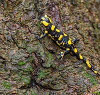 fileadmin/roha/images_galerie/Tiere/TIE-FEU-SAL-0007-D-roha-Tier-Amphibie-Feuersalamander-Salamandra-Wald-Fichte.png