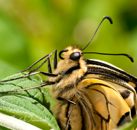 fileadmin/roha/images_galerie/Tiere/TIE-SCHMETT-SCHW-0014-D-roha-Tier-Schmetterling-Schwalbenschwanz.png