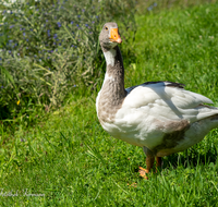 fileadmin/roha/images_galerie/Tiere/TIE-VOEG-GANS-0010-D-roha-Tiere-Voegel-Gans-Anserinae-Wiese.png