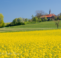 fileadmin/roha/images_galerie/orte_landschaft/Anger/Anger/AN-STEINH-0003-D-roha-Anger-Steinhoegl-Rapsfeld-Fruehling.png