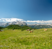 fileadmin/roha/images_galerie/orte_landschaft/Berchtesgaden/Jenner-Schoenau/BGD-JENN-GOTZ-0002-D-roha-Berchtesgaden-Jenner-Gotzen-Alm-Kuh-Steinernes-Meer.png