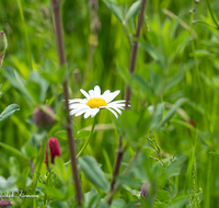 fileadmin/roha/images_galerie/Baum-natur-garten/Natur-Wildblumen-Landschaft/BL-WIESE-UF-0004-08-D-roha-Blumenwiese-Blutklee-Margerite.png