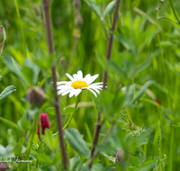 fileadmin/roha/images_galerie/Baum-natur-garten/Natur-Wildblumen-Landschaft/BL-WIESE-UF-0004-08-D-roha-Blumenwiese-Blutklee-Margerite.png