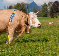 fileadmin/roha/images_galerie/brauchtum/Almabtrieb/Almabtrieb-Wasserfallalm/BR-ALMAB-BGD-OB-SLUZ-00156-D-roha-Almabtrieb-Berchtesgaden-Wasserfallalm-Obersulzberglehen-Fuikl-Kuh-Kuhglocke.png