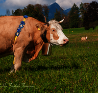 fileadmin/roha/images_galerie/brauchtum/Almabtrieb/Almabtrieb-Wasserfallalm/BR-ALMAB-BGD-OB-SLUZ-00156-D-roha-Almabtrieb-Berchtesgaden-Wasserfallalm-Obersulzberglehen-Fuikl-Kuh-Kuhglocke.png