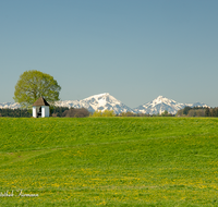 fileadmin/roha/images_galerie/orte_landschaft/Petting/KKKM-PETT-0009-D-roha-Kapelle-Petting-Blumenwiese-Chiemgauer-Berge-Fruehling.png