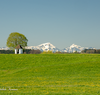 fileadmin/roha/images_galerie/orte_landschaft/Petting/KKKM-PETT-0009-D-roha-Kapelle-Petting-Blumenwiese-Chiemgauer-Berge-Fruehling.png