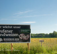 fileadmin/roha/images_galerie/Landwirtschaft/WIENINGER-LANDW-0001-D-roha-Wieninger-Brauerei-Landweizen-Triebenbach-Schild.png