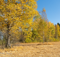 fileadmin/roha/images_galerie/Baum-natur-garten/Baeume/BAUM-WALD-HERB-0001-01-D-roha-Baum-Wald-Herbst-Weitmoos-Siegsdorf-Birke.png