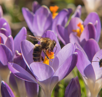 fileadmin/roha/reportagen/Bienen-Nahrung/BL-KROK-0014-15-D-roha-Blumen-Krokus-Fruehling-lila-Biene-crocus-Anthophila.png