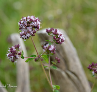 fileadmin/roha/images_galerie/Baum-natur-garten/Gemuese-Garten-Kraeuter-neu/GAR-KRAEUT-ORIG-0001-D-roha-Garten-Kraeuter-Origano-Origanum.png