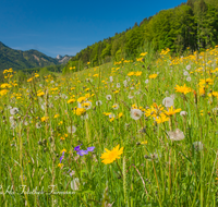 fileadmin/roha/images_galerie/orte_landschaft/Ruhpolding/LANDS-RUH-HOERNDL-0001-D-roha-Landschaft-Ruhpolding-Hoerndlwand-Blumenwiese-Fruehling.png