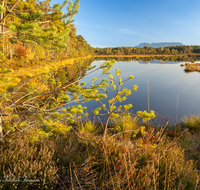 fileadmin/roha/images_galerie/orte_landschaft/Petting/Schoenramer-Moor/PE-SCHOENR-MOOR-0046-01-21-D-roha-Petting-Schoenramer-Moor-Moorsee-Herbst.png