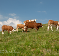 fileadmin/roha/images_galerie/Tiere/Kuh-Schaf-Pferd-Ziege/TEI-STO-KUH-0009-09-D-roha-Teisendorf-Anger-Stoisser-Alm-Kuh.png