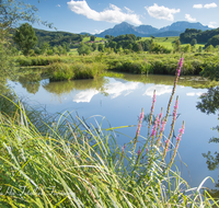 fileadmin/roha/images_galerie/orte_landschaft/Teisendorf/IN-LANDS-Teisendorf/LANDS-TEIS-KUMPF-0001-D-roha-Teisendorf-Landschaft-Kumpfmuehle-Weiher-Vachenlueg-Hochstaufen-Zwiesel.png