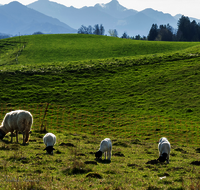 fileadmin/roha/images_galerie/Tiere/Kuh-Schaf-Pferd-Ziege/TIE-SCHAF-NEUK-SCHN-0010-D-roha-Tier-Schaf-Neukirchen.png