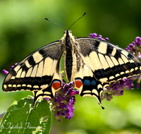 fileadmin/roha/images_galerie/Tiere/TIE-SCHMETT-SCHW-0006-D-roha-Tier-Schmetterling-Schwalbenschwanz-10x15.png