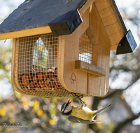 fileadmin/roha/images_galerie/Tiere/Vogel/TIE-VOEG-HAEUSCH-0014-04-D-roha-Tiere-Vogel-Haeuschen-Futter-Blaumeise.png