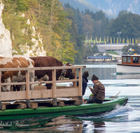 fileadmin/roha/images_galerie/brauchtum/Almabtrieb/Almabtrieb-Koenigssee/BR-ALMAB-BGD-2015-0941-02-D-roha-Brauchtum-Almabtrieb-Koenigssee-Salet-Schoenau.png