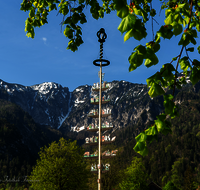 fileadmin/roha/images_galerie/brauchtum/Maibaum/Reichenhall-Marzoll-Schoenram/BR-MAIB-BAY-GMAI-0004-D-roha-Brauchtum-Maibaum-Bayerisch-Gmain.png