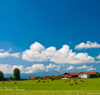 fileadmin/roha/images_galerie/orte_landschaft/Traunstein/KAM-ALTERF-0001-D-roha-Traunstein-Kammer-Alterfing-Landwirtschaft-Kuh-Bauernhof.png