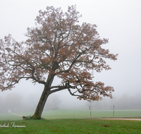 fileadmin/roha/images_galerie/Baum-natur-garten/Baeume/STIM-TEI-AN-RA-0012-D-roha-Stimmung-Teisendorf-Anger-Ramsau-Nebel-Eiche-Weg.png