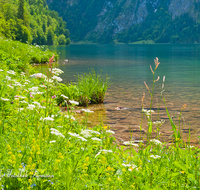 fileadmin/roha/images_galerie/orte_landschaft/Berchtesgaden/Koenigssee/BGD-KOE-0004-D-roha-Berchtesgaden-Koenigsee-Wasser-Berg-Ufer-Blumenwiese.png