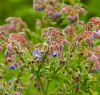 fileadmin/roha/images_galerie/Baum-natur-garten/Gemuese-Garten-Kraeuter-neu/BL-HAUSG-BORR-0005-D-roha-Blumen-Hausgarten-Borretsch-Gewuerz-Kraut.png