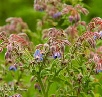 fileadmin/roha/images_galerie/Baum-natur-garten/Gemuese-Garten-Kraeuter-neu/BL-HAUSG-BORR-0005-D-roha-Blumen-Hausgarten-Borretsch-Gewuerz-Kraut.png