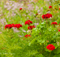 fileadmin/roha/images_galerie/Baum-natur-garten/Haus-Blumenschmuck-Deko/BL-HAUSG-GER-0001-D-roha-Blumen-Hausgarten-Geranien-Asparagus.png