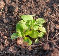 fileadmin/roha/images_galerie/Baum-natur-garten/Gemuese-Garten-Kraeuter-neu/GAR-GEM-SAL-0004-D-ADH-roha-Garten-Beet-Gemuese-Salat-Feldsalat-Rapunzel.png