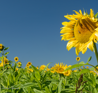 fileadmin/roha/images_galerie/Landwirtschaft/LANDW-FELD-SON-0005-D-roha-Landwirtschaft-Sonnenblume.png