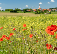 fileadmin/roha/images_galerie/orte_landschaft/Saaldorf/SAAL-0032-D-roha-Saaldorf-Getreidefeld-Klatsch-Mohn-Kirche-Papaver-rhoeas.png