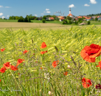 fileadmin/roha/images_galerie/orte_landschaft/Saaldorf/SAAL-0032-D-roha-Saaldorf-Getreidefeld-Klatsch-Mohn-Kirche-Papaver-rhoeas.png