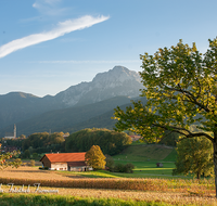 fileadmin/roha/images_galerie/orte_landschaft/Anger/Anger/AN-LANDS-0007-D-roha-Anger-Unterenglhaeng-Hochstaufen-Mais-Herbst-Apfelbaum.png