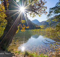 fileadmin/roha/images_galerie/orte_landschaft/Bad_Reichenhall/BAD-REI-THUM-0101-02-D-roha-Bad-Reichenhall-Thumsee-Herbst-Sonne-Baum.png