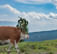 fileadmin/roha/images_galerie/brauchtum/Almabtrieb/Almabtrieb-Stoisser-Alm/BR-ALMAB-STOISS-2016-1425-01-D-M-roha-Brauchtum-Almabtrieb-Stoisser-Alm-Teisendorf-Anger.png