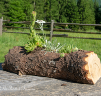 fileadmin/roha/images_galerie/Baum-natur-garten/Haus-Blumenschmuck-Deko/INZ-BAECK-ALM-0011-D-roha-Inzell-Baeckeralm-Blumenschmuck-Edelweiss-Hauswurz.png