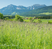 fileadmin/roha/images_galerie/orte_landschaft/Teisendorf/IN-LANDS-Teisendorf/LANDS-TEIS-WIM-0002-D-roha-Landschaft-Teisendorf-Wimmern-Sommer-Hochstaufen-Zwiesel-Getreide.png