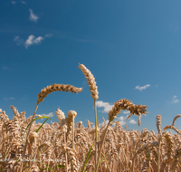 fileadmin/roha/images_galerie/Landwirtschaft/LANDW-GETR-0005-D-roha-Landwirtschaft-Getreide-Feld-Weizen-Himmel-weiss-blau.png