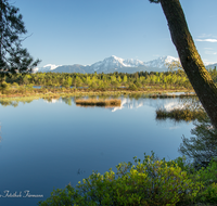 fileadmin/roha/images_galerie/orte_landschaft/Petting/Schoenramer-Moor/PE-SCHOENR-MOOR-0045-08-roha-Petting-Schoenramer-Moor-Moorsee-Hochstaufen-Zwiesel.png