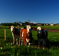 fileadmin/roha/images_galerie/Tiere/Kuh-Schaf-Pferd-Ziege/TIE-KUEHE-WEIL-0003-D-roha-Tiere-Kuehe-Weildorf.png